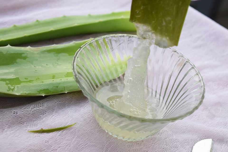 How To Extract Aloe Vera Pulp