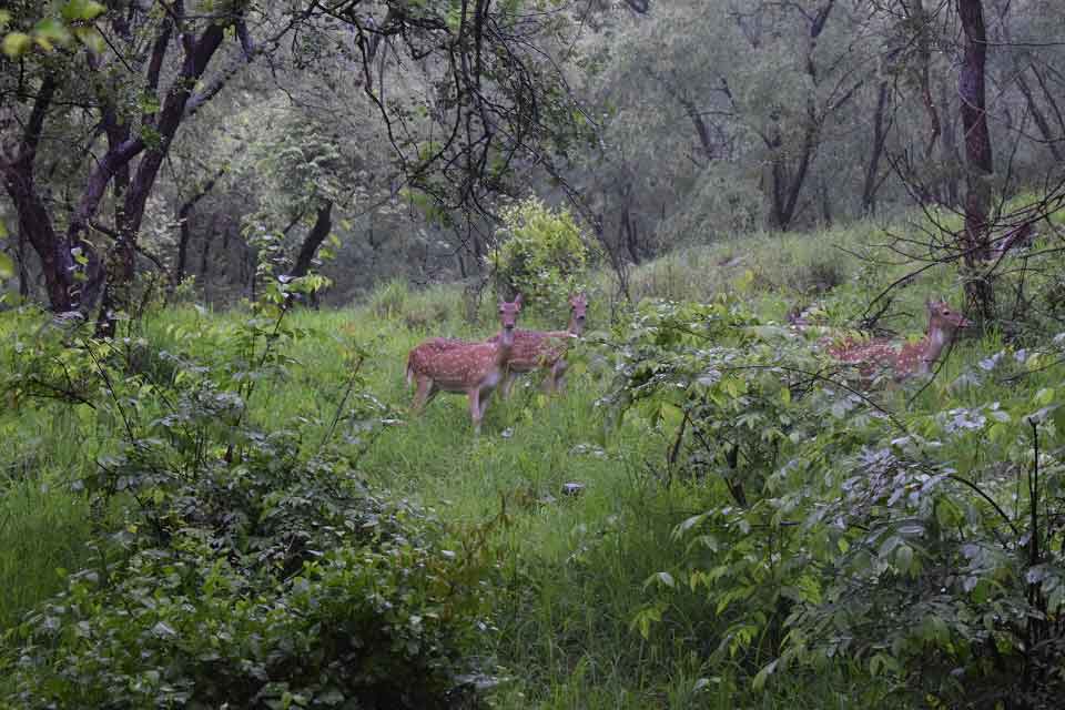 Sariska Tiger Reserve - Sambar Deer