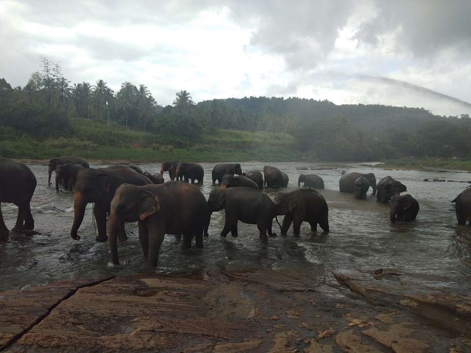 Pinnawala Elephant Orphanage, Kandy