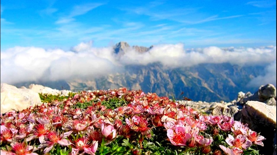 Mountain Peak WIth Flower BEd