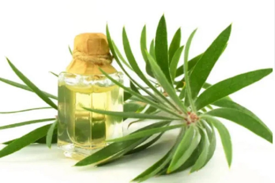 Tea Tree Oil